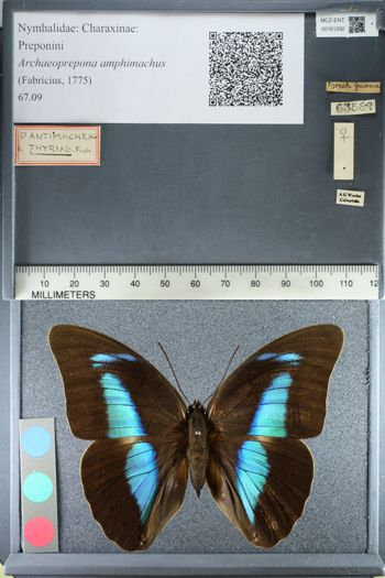 Media type: image;   Entomology 161292